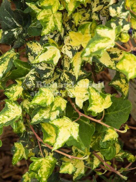 Hedera helix 'Midas Touch' Ivy 'Golden Kolibri' Care Plant.